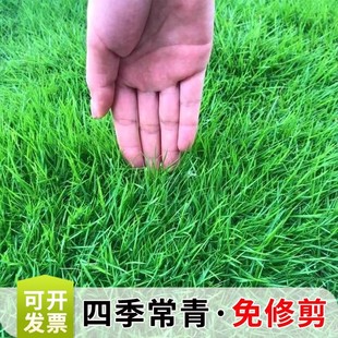 草籽四季常青矮生耐寒庭院草坪护坡狗牙根黑麦草绿化草皮草种子孑