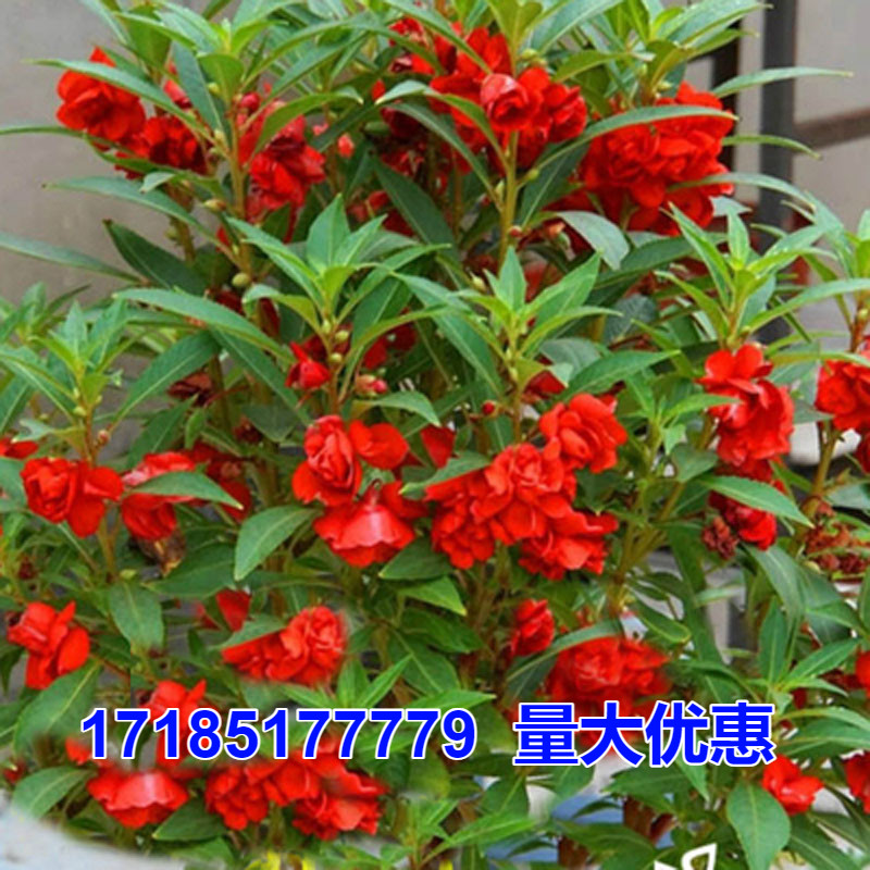 重瓣凤仙花种子染指甲盆栽