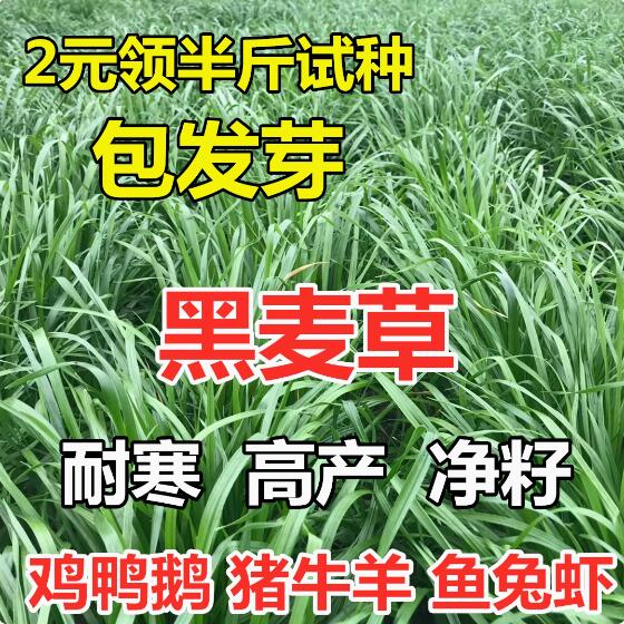 进口耐寒宽叶牧草种子多年生黑麦草种子四季养殖鸡鸭鹅牛羊鱼草籽