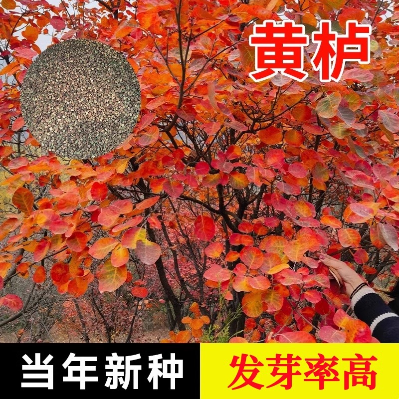 新采花种子/黄栌种子/烟树种子/花卉/彩叶树种子 林木种子