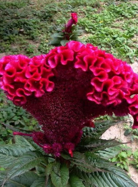 室外花种子鸡冠花耐寒耐阴花籽庭院花卉种子开花