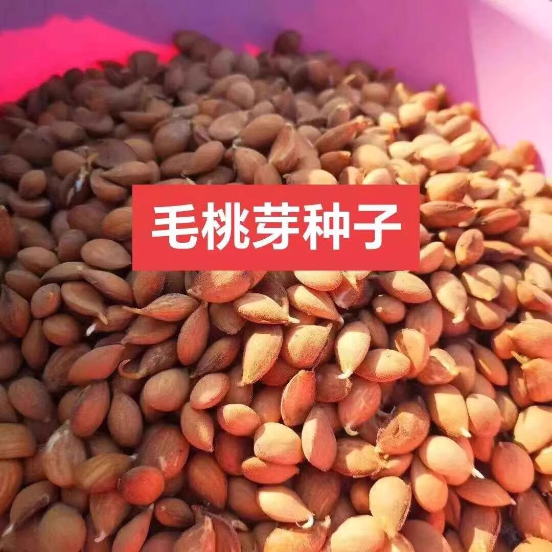 毛桃芽种子桃芽桃种子山桃芽樱桃杜梨马哈利苹果棠梨山楂果树种子