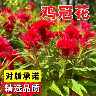 鸡冠花种籽子孑室内外凤尾花苗易种盆栽植物四季播种开花阳台庭院