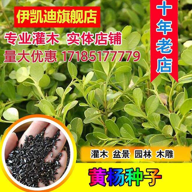 黄杨种子 灌木小叶黄杨种子雀舌黄杨金边黄杨瓜子黄杨种子