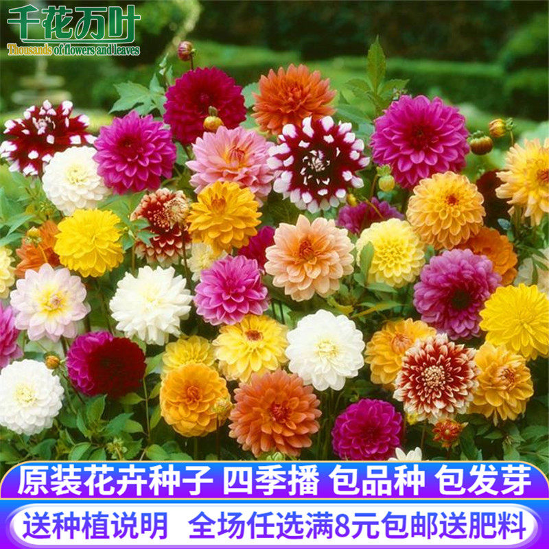 四季开花重瓣太阳小丽花易活植物盆栽庭院室外草花种籽大丽花种子