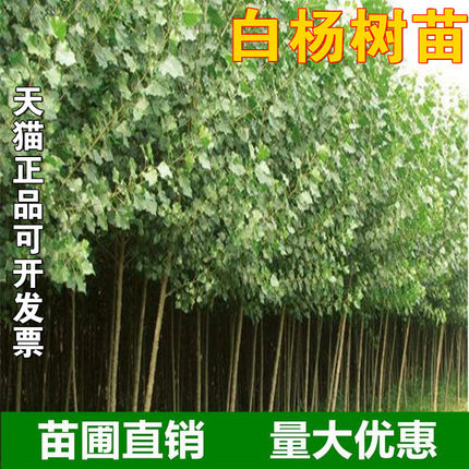 园林绿化苗木白杨树苗 杨树苗107速生杨树苗 植树造林 白杨苗 鲜花速递/花卉仿真/绿植园艺 绿植 原图主图