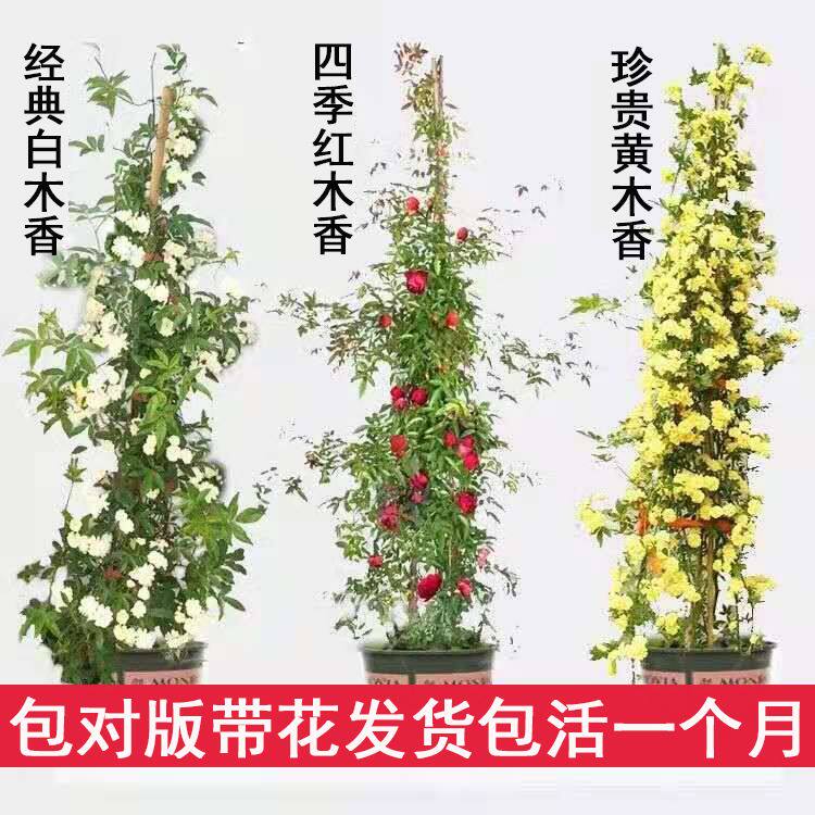 木香花苗阳台庭院爬藤植物四季开花甜蜜红木香带花卉黄木香白木香