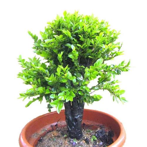 单桩小叶紫檀树桩盆景室内净化空气四季常青绿植黑檀木黑骨茶盆栽