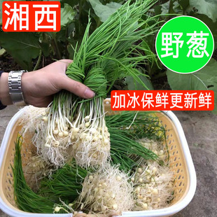 湘西新鲜野葱野菜现挖小根蒜胡葱野生葱百香葱苦藠头薤白可做种苗