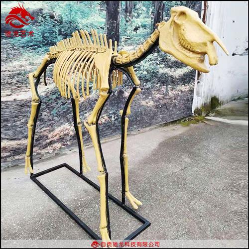 麋鹿羚羊马三趾马动物骨头标本仿真生物树脂骨架复原模型定做