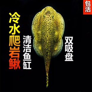贵州爬岩鳅琵琶鱼双吸盘小精灵鱼冷水清洁道夫螺除藻缸原生工河蚌