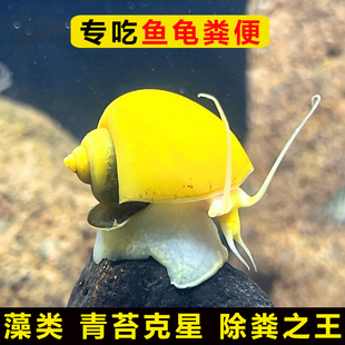 黄金螺观赏河蚌苹果黑金刚食藻青苔清洁缸除藻冷淡 专吃鱼屎粪便