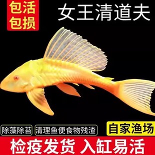 黄金红眼女王清道夫大帆女皇活体大小型垃圾除藻异型鱼热带观赏鱼
