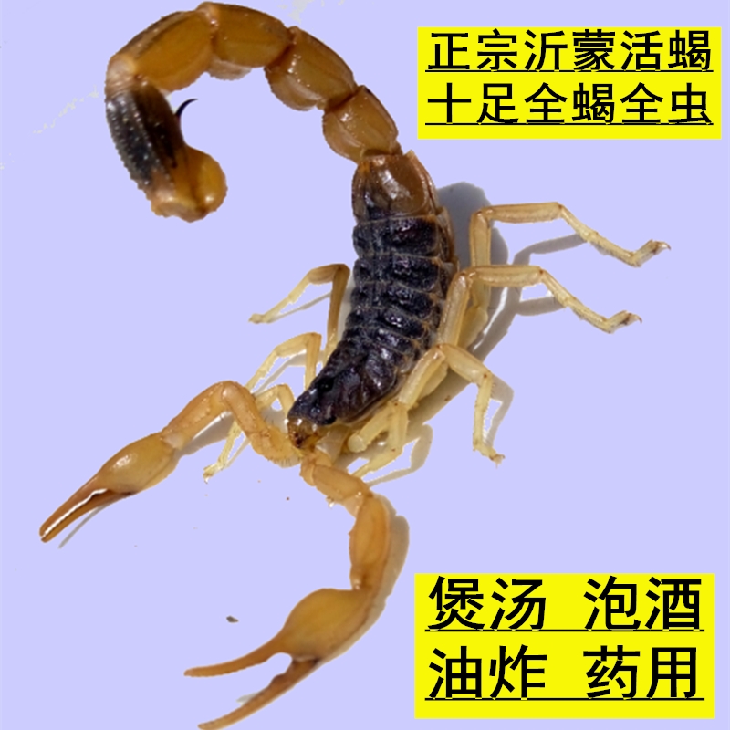 蝎子食用蝎子活虫沂蒙十足全蝎