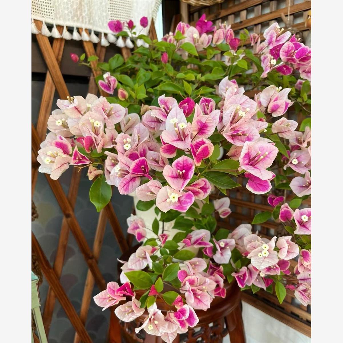 9.9包邮勤花品种三角梅盆