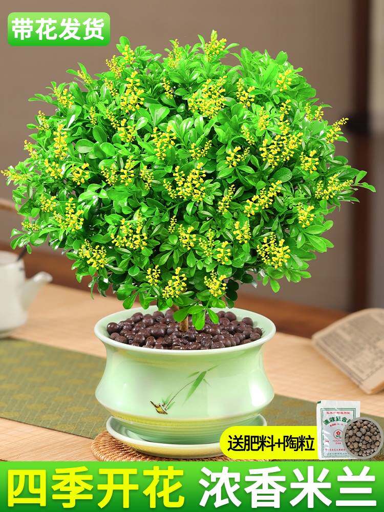 米兰花盆栽花卉植物室内四季开花带花苞浓香好养驱蚊绿植老桩盆景