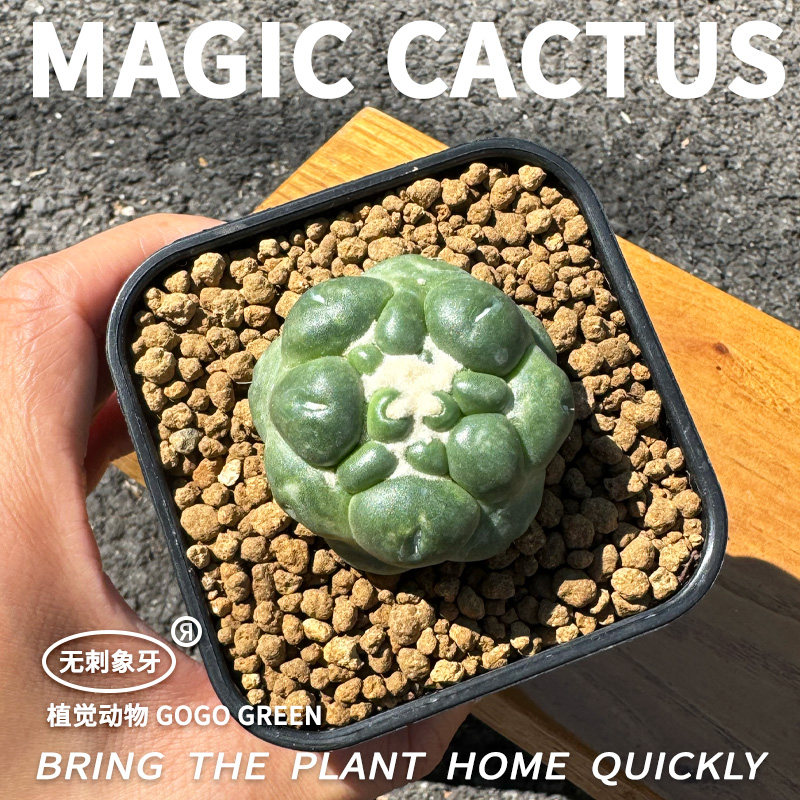 植觉动物 无刺象牙稀有品种不扎手仙人球多肉植物易养桌面小盆栽