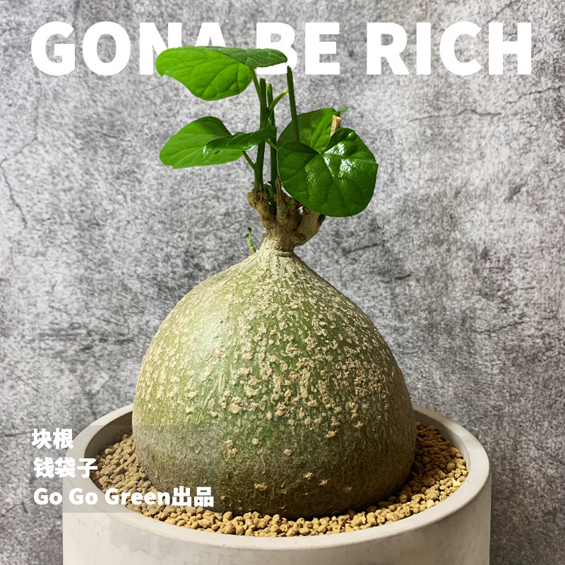 植觉动物 银叶睡布袋葫芦科多肉块根盆栽爬藤植物办公桌阳台易养