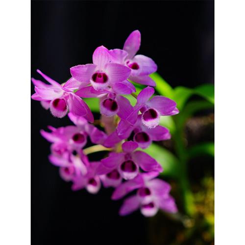 麝香石斛稀有品种紫瓣石斛附生兰花卉绿植盆栽观赏紫红色花洋兰花