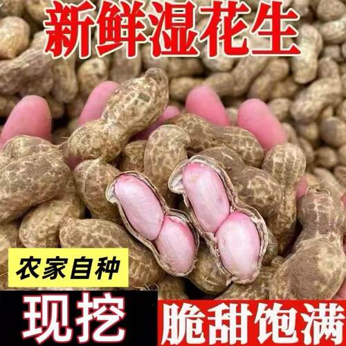 2026年新鲜湿花生湿花生现挖现发农家自种带泥生花生湿带壳
