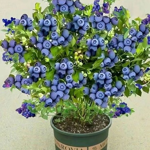 大果蓝莓树苗盆栽地栽果树苗蓝莓南北方种植阳台庭院种植当年