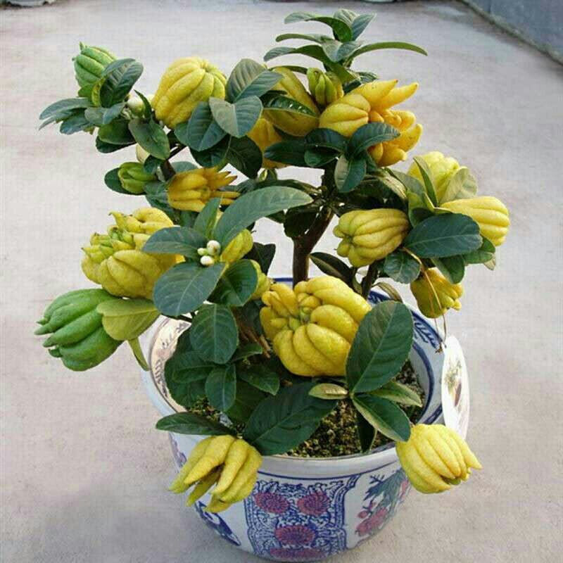 佛手树苗盆栽带果金华盆景可食用植物阳台庭院花卉绿植好养特惠,鲜花速递/花卉仿真/绿植园艺,造型盆景,淘宝优惠券,粉丝福利购,淘宝优惠卷