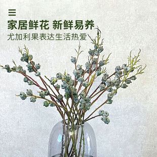 银锭子新鲜尤加利果鲜花配花基地直发切花家庭水养切花可做干花