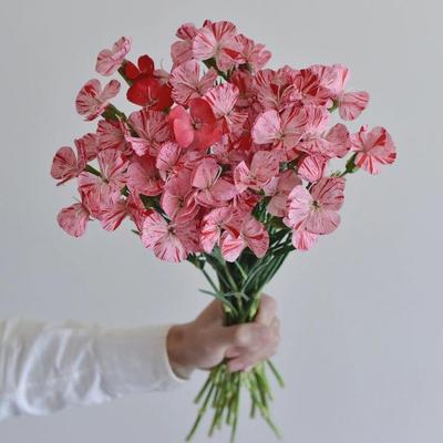 小众稀有小草莓粉多头康乃馨鲜花