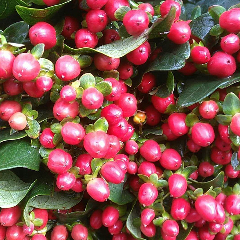 云南昆明相思豆粉白豆绿豆火龙珠鲜切鲜花基地切果hlz001红豆花束