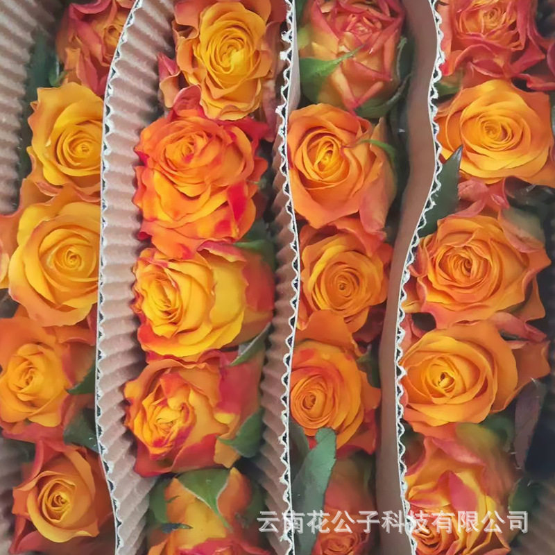 金色海岸玫瑰云南昆明鲜花鲜切斗南基地20支/扎玫瑰花瓣切花花束