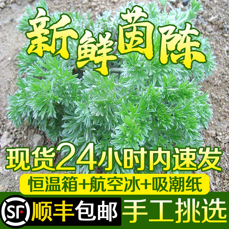 2026年现货摘新鲜茵陈草挖野菜生二三月白蒿湿做绵茵陈茶顺丰包邮