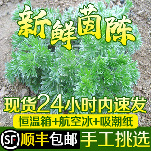 2025年现货摘新鲜茵陈草挖野菜生二三月白蒿湿做绵茵陈茶顺丰包邮