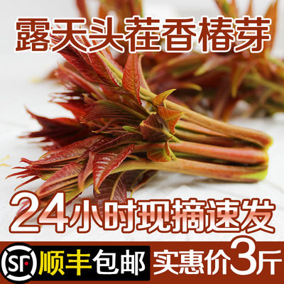 2024年头茬新鲜香椿芽顺丰包邮