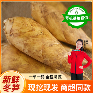 2025冬笋新鲜现挖江西井井冈毛竹冬笋时令蔬菜黄泥带壳楠竹大笋