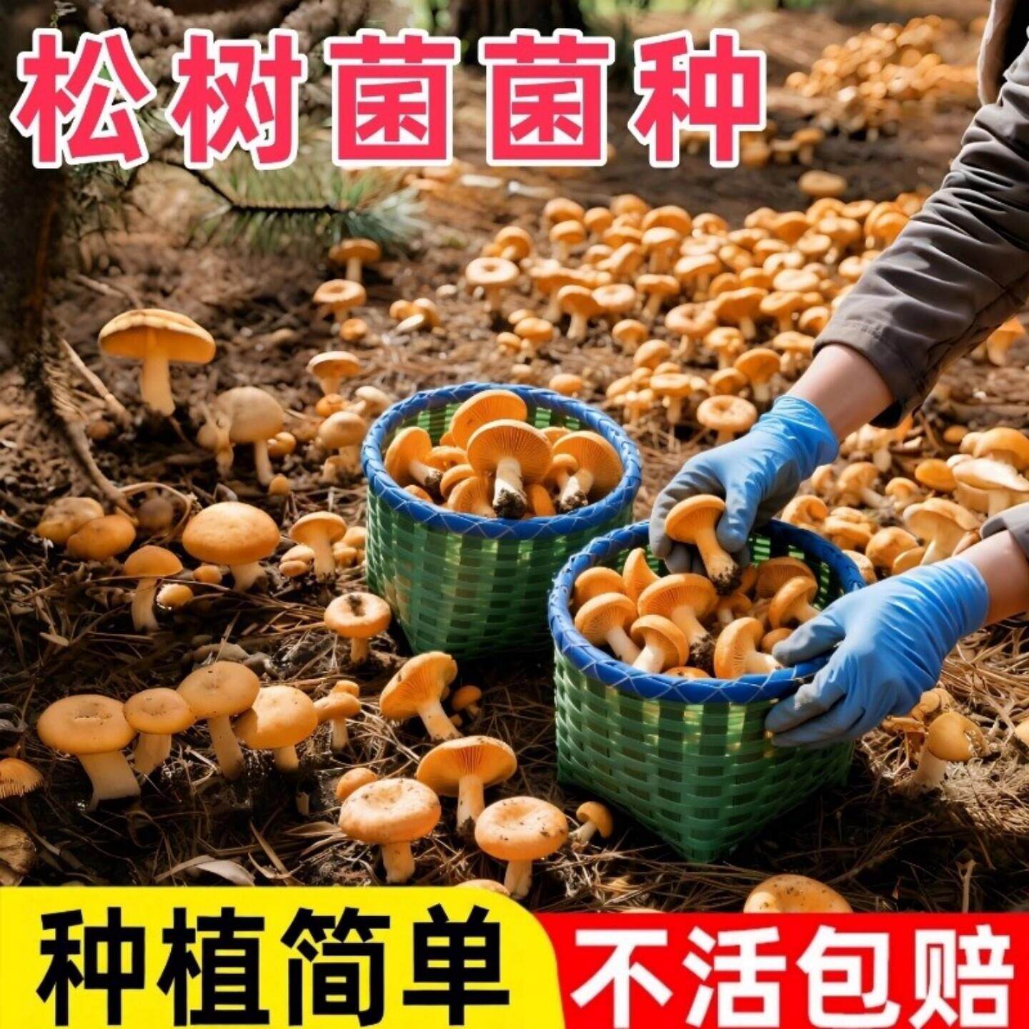 【高产菌种】松树菌黄枞菌乌枞菌优质母种高产家种菌种人工培植