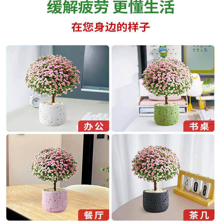 大枝玉叶老桩多肉物室内金小盆栽颗好H0708135养新手植花卉办公室
