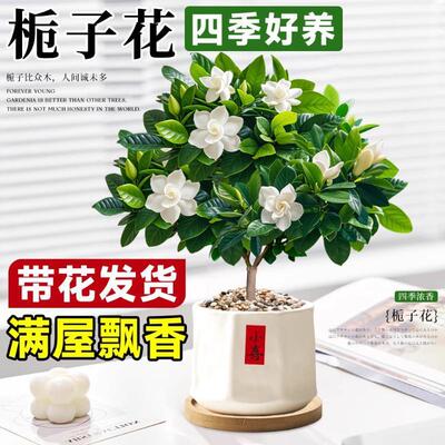 【下单立减50】栀子花浓香型植物室内客厅阳台绿植四季好养JH
