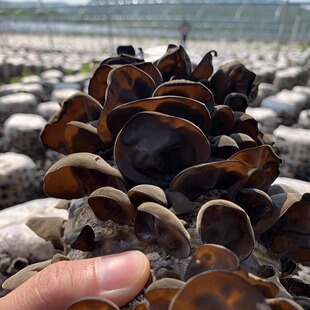 兔子米农汪清黑木耳240g