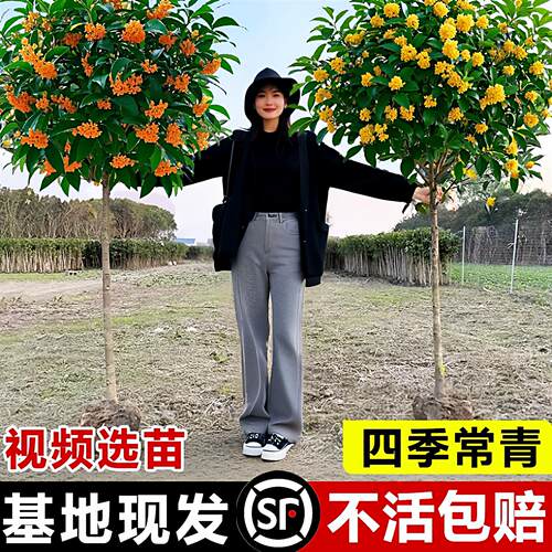原生桂花树苗大树北方耐寒植物庭院地栽浓香型金桂丹桂四季桂盆栽