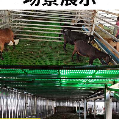 羊用漏粪板养羊用的漏粪板羊圈羊棚羊栏塑料羊床板漏粪板养殖设备
