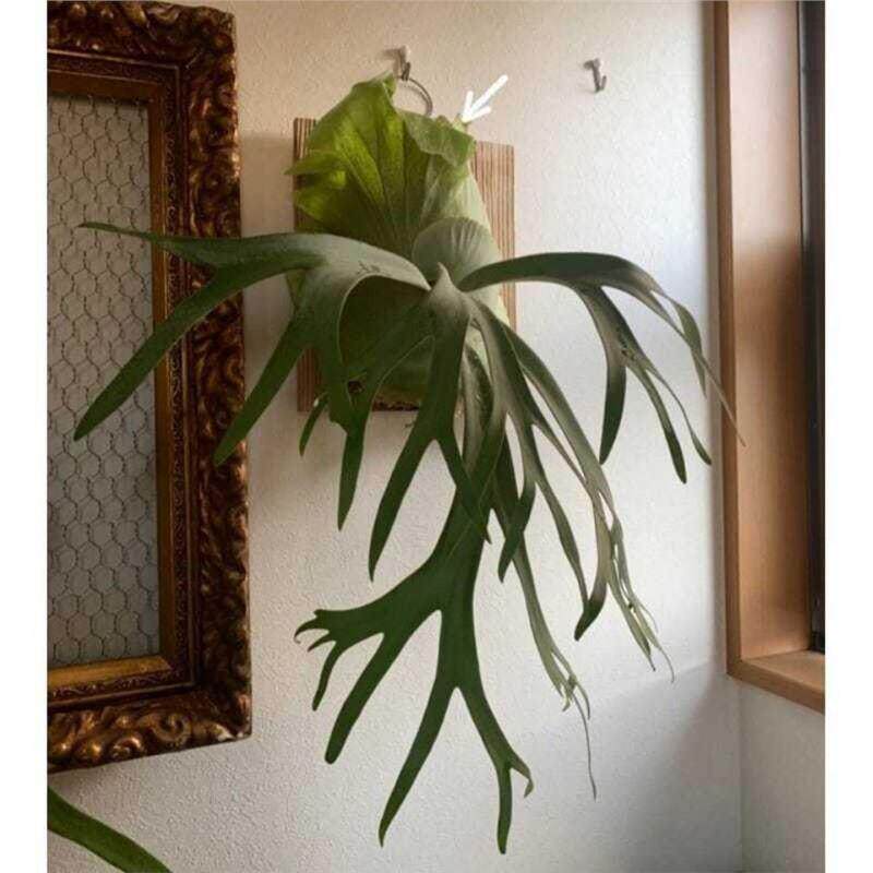 鹿角蕨蕨类大盆小盆栽四季常绿室内容易ins植物空气窗台茶几净化