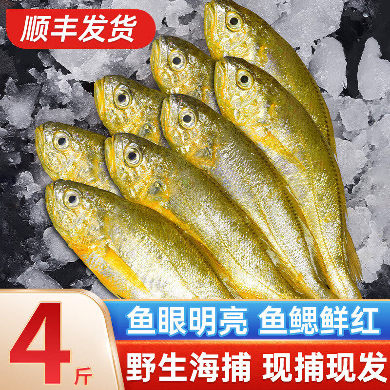 舟山小黄花鱼新货鲜冷冻烧烤专用冰鲜野生深海鲜活黄鱼整箱商用