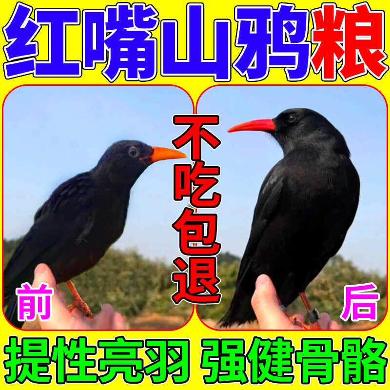 红嘴山鸦饲料高钙营养鸦科鸟粮红嘴蓝鹊松鸦渡鸦提性壮膘亮毛鸟食