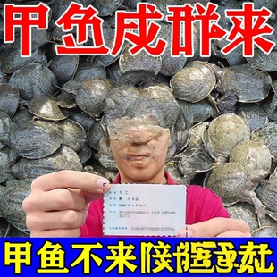 甲鱼鱼饵添加剂户外水库钓野生老鳖狂提甲鱼神器捕抓王八专用饵料
