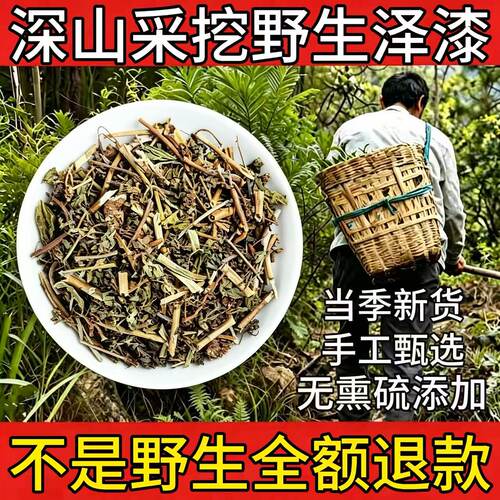 野生泽漆中药材则漆五朵云猫眼草五凤草灯台草猫二眼泽七干货正品