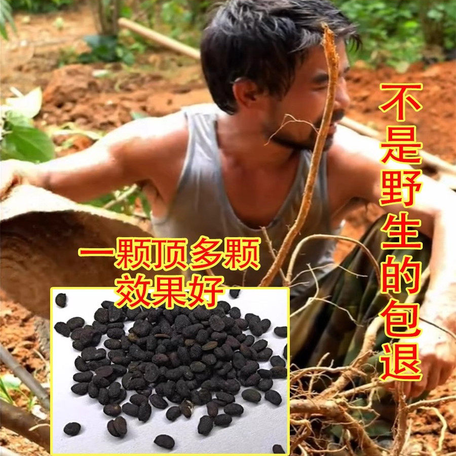 正宗野生补骨脂500克新货包邮中药材无硫熏泡水干净饱满补骨脂粉