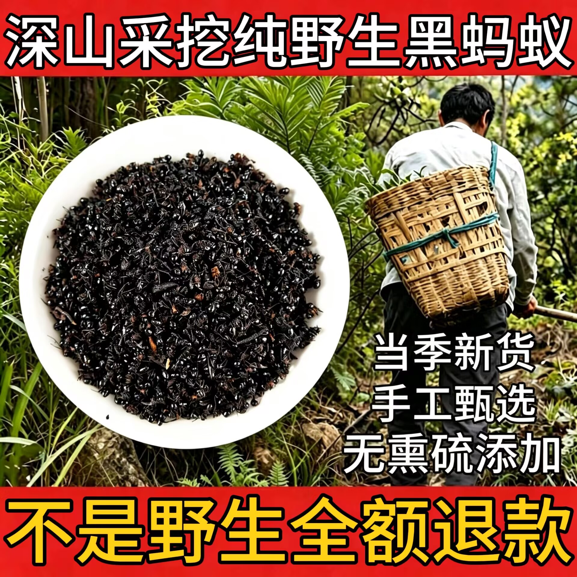 野生拟黑多刺蚁黑蚂蚁中药材正品净货干蚁过筛大蚁无杂质泡酒养生