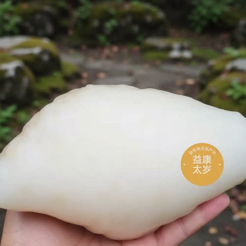 长白山野生精品太岁纯天然活体泡水肉灵芝整块现切保真包养活