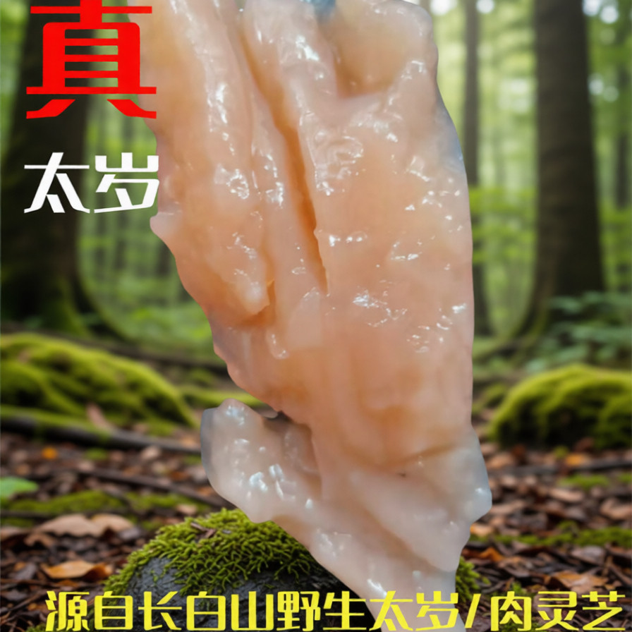 纯天然太岁遇水即活整块长白山高品质肉灵芝包邮专人指导