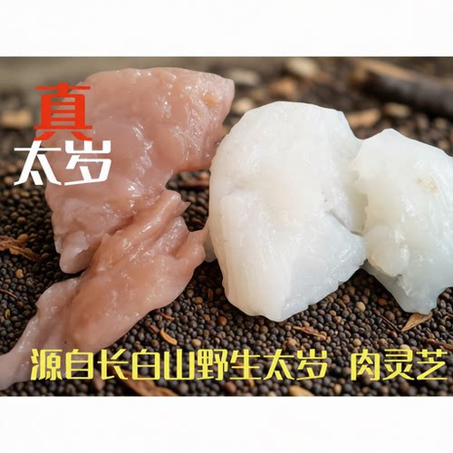长白山肉灵芝太岁纯天然遇水即活